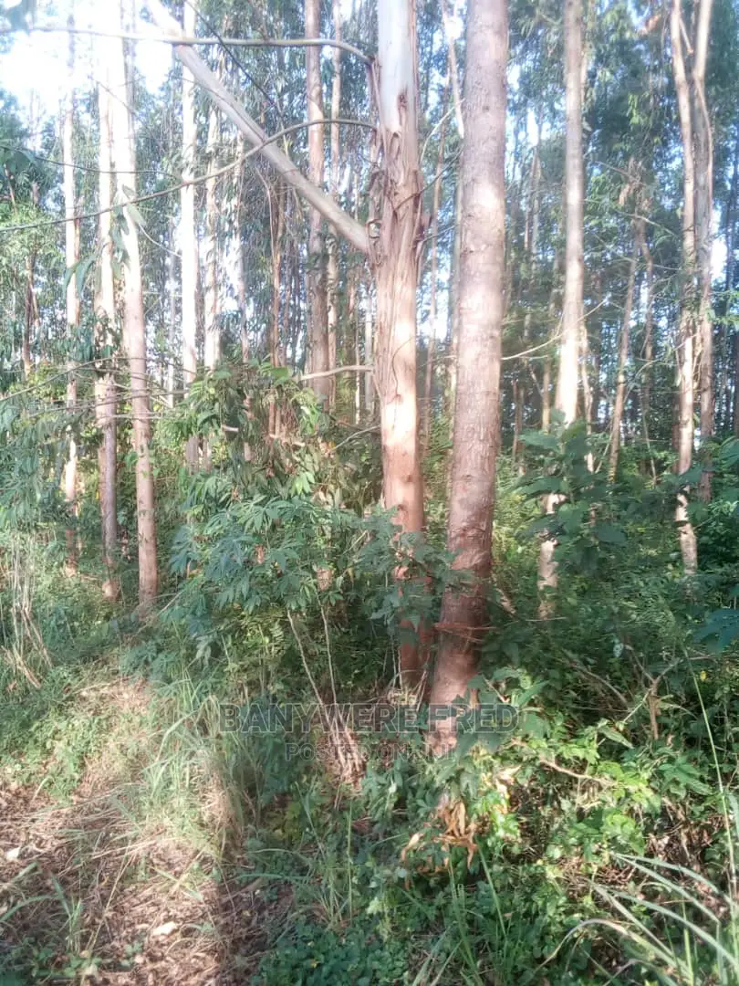 40acres Of Farmland With Culiptus On Sale in Kassanda