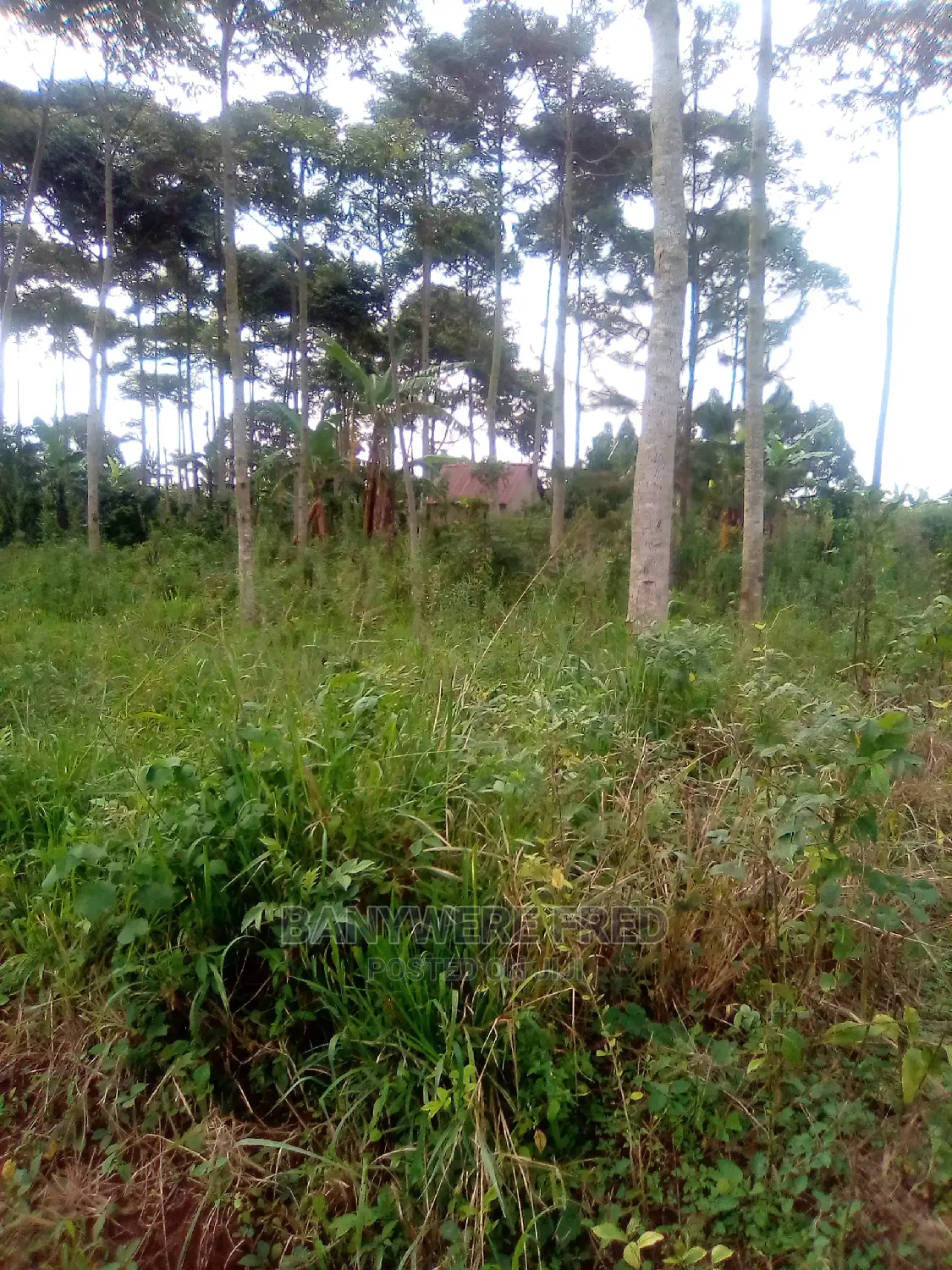 50/100 Plot for Sale in Nakasaja in Kyampisi