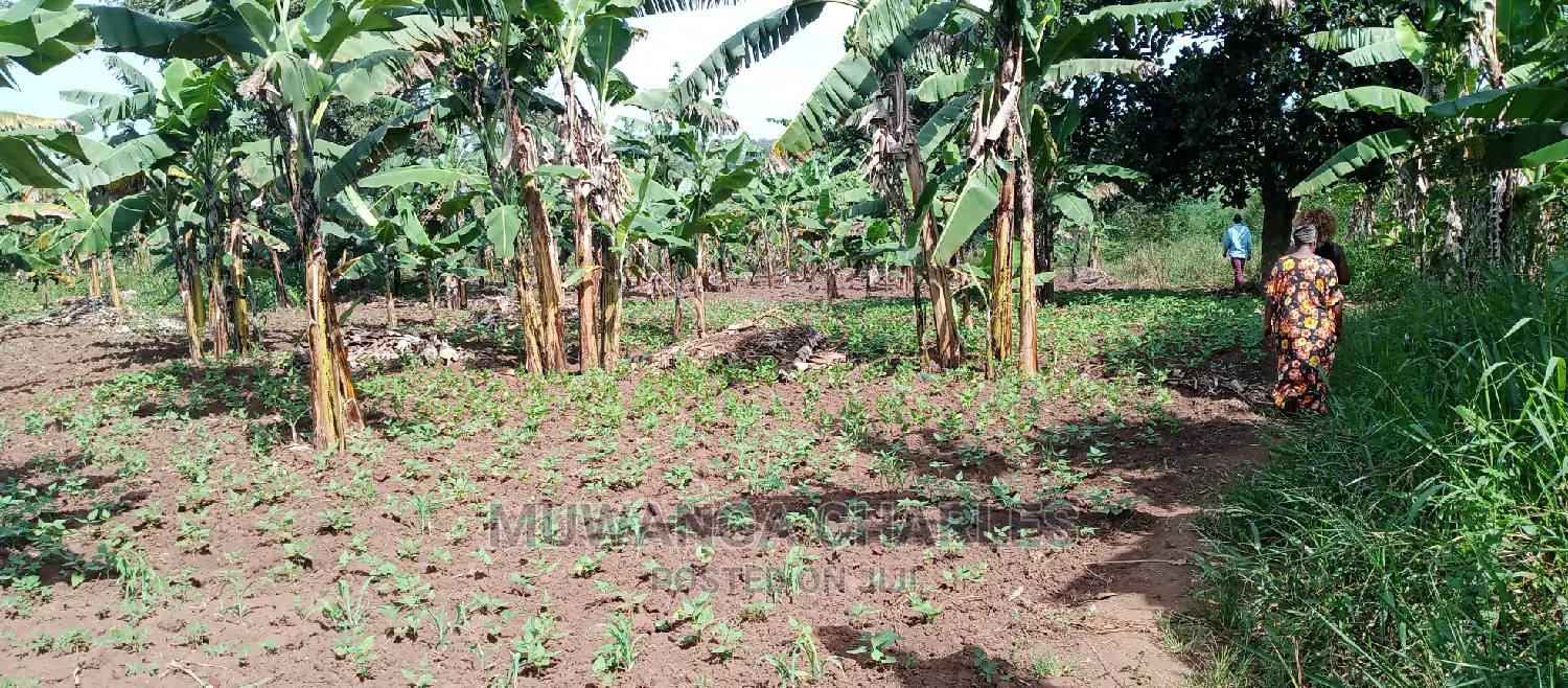 Plot Is Available for Sale in Zirobwe in Central Division