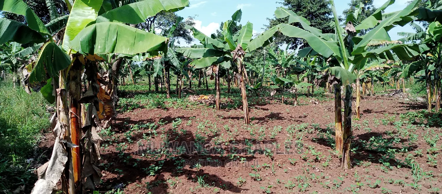 Plot Is Available for Sale in Zirobwe in Central Division