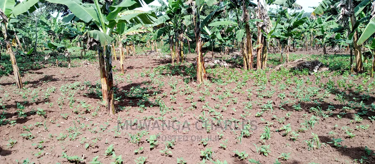 Plot Is Available for Sale in Zirobwe in Central Division