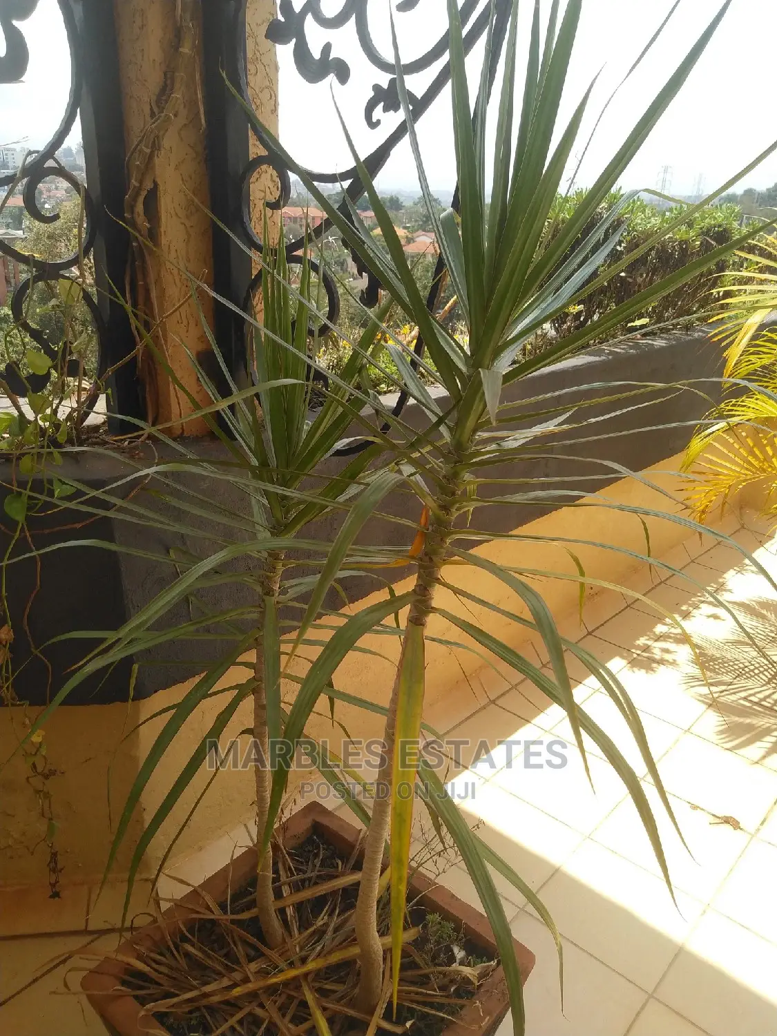Furnished 3bdrm Apartment in Naguru, Central Division for Rent in Central Division