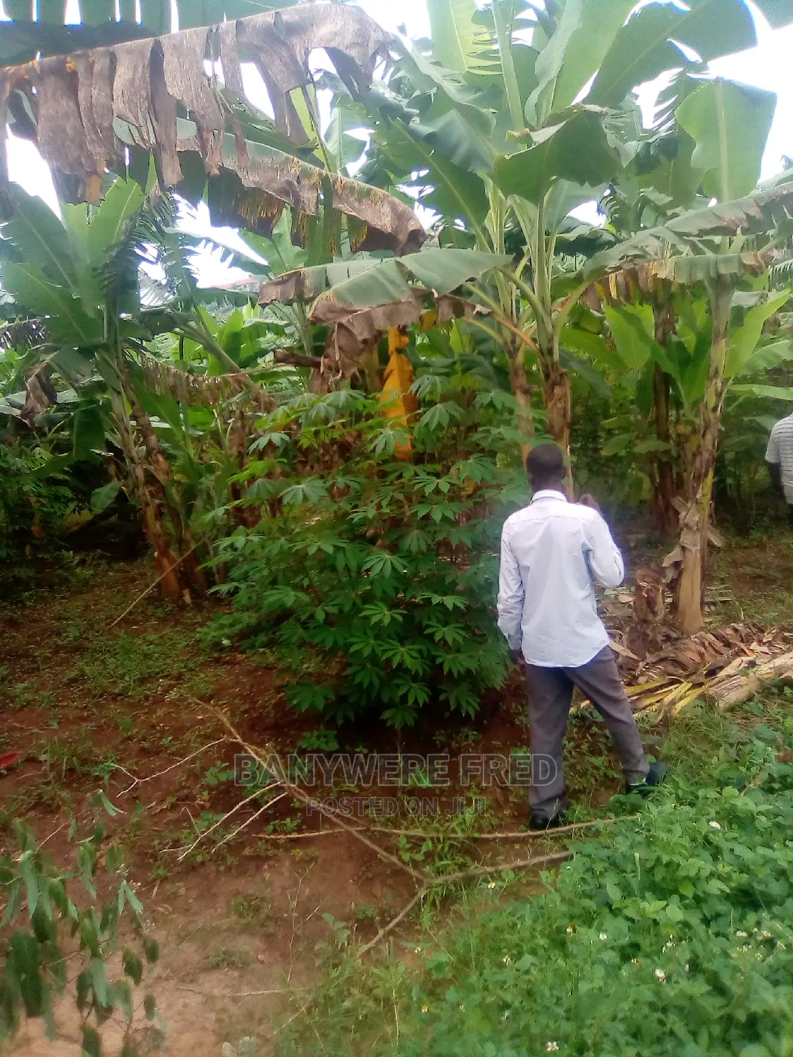 5acres for in Kiwoko Luwero in Luwero / Luwero