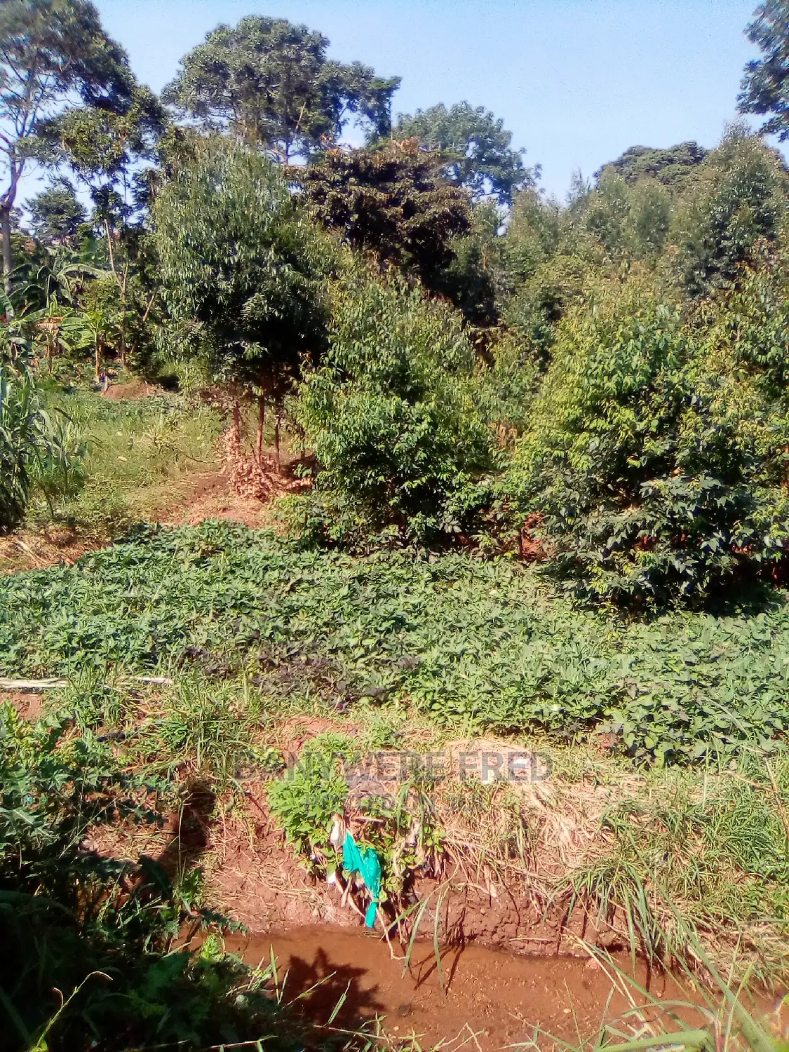 25acres of Farmland in Mbulamuti in Iganga