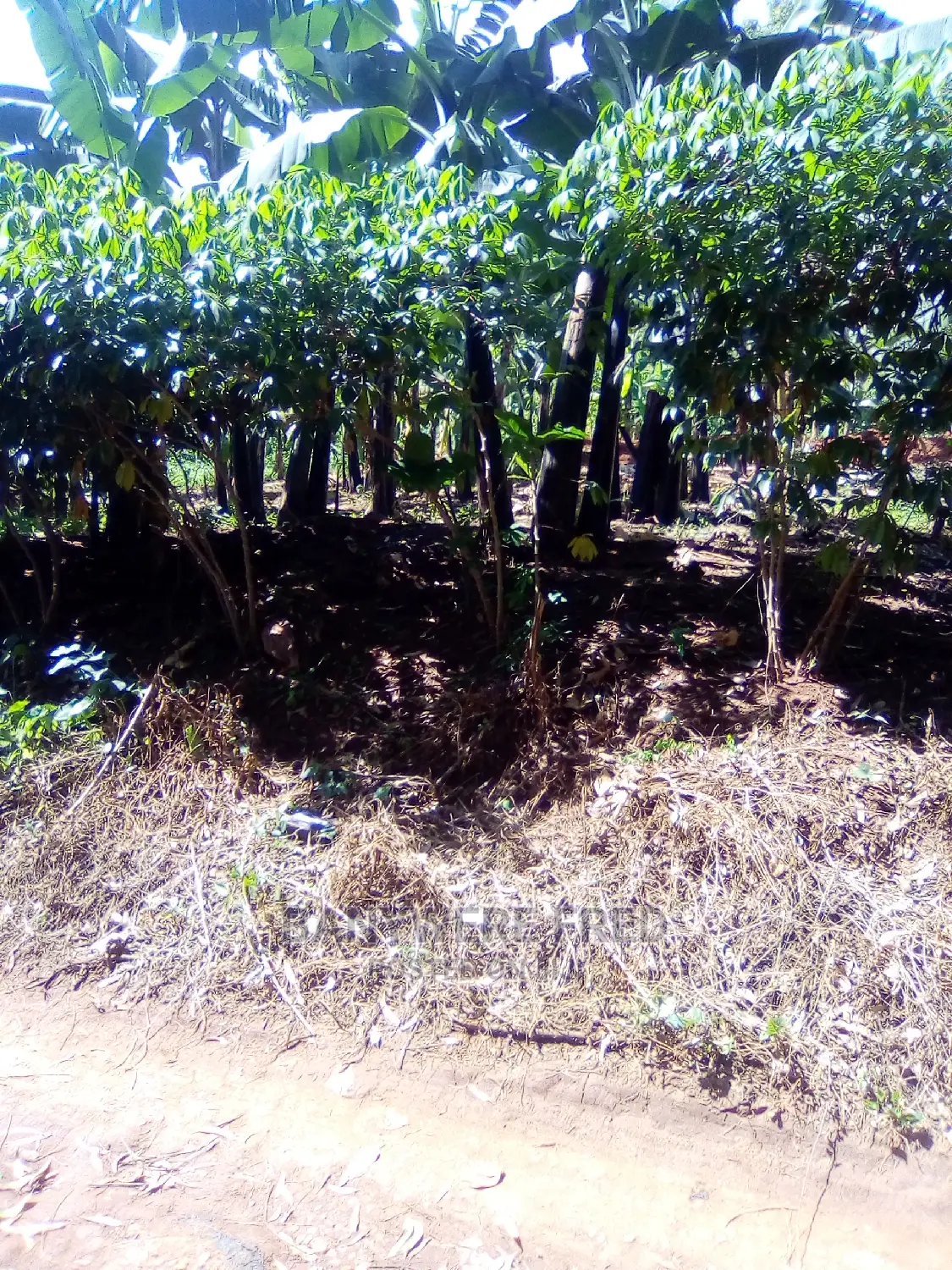 50/100 Plot for Sale in Mulawa Kitikifumba in Kira