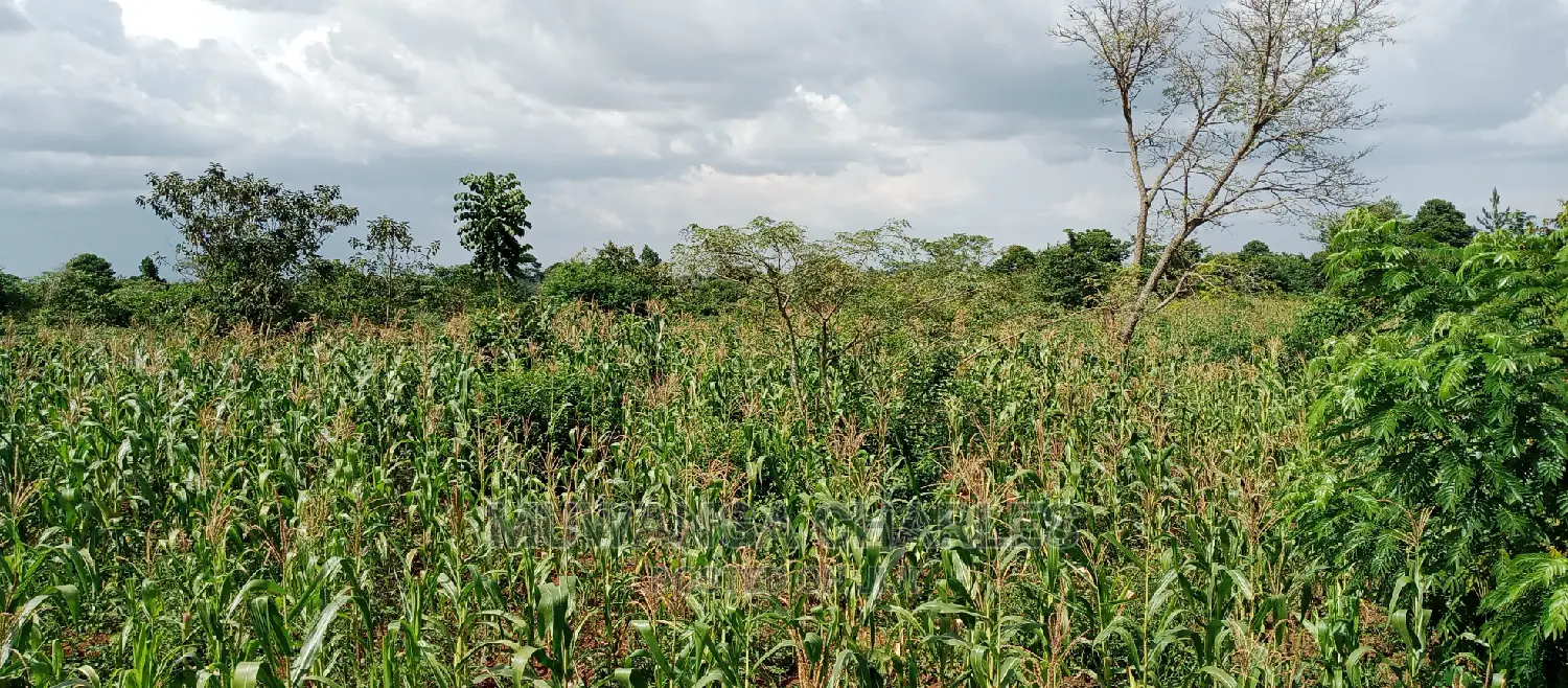 3acres for Sale in Wabutungulu in Central Division