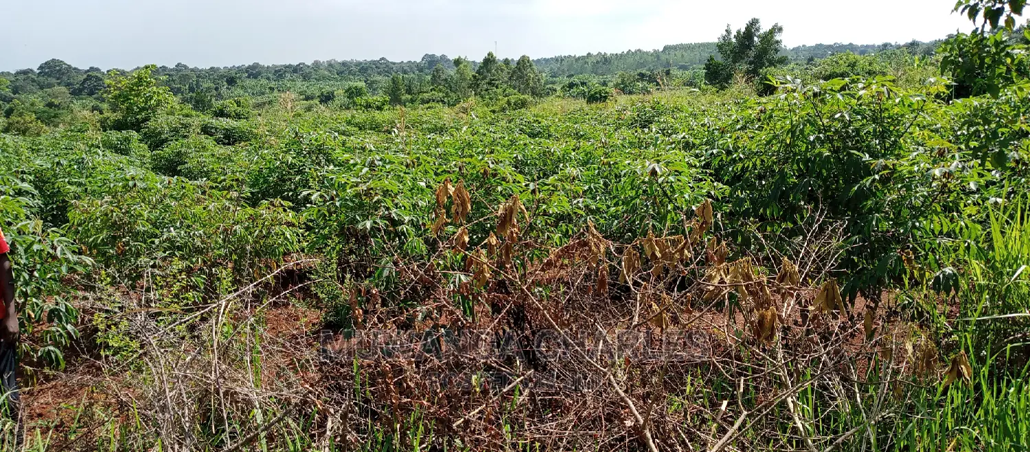 5acres for Sale in Zirobwe in Central Division