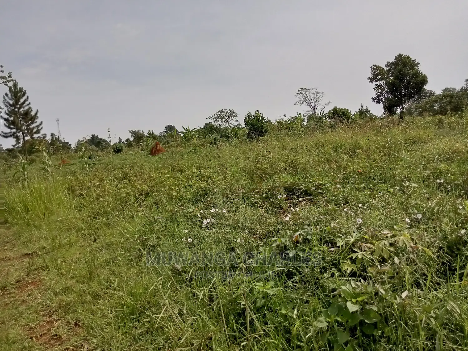 Plot for Sale in Kira Kimwanyi in Central Division