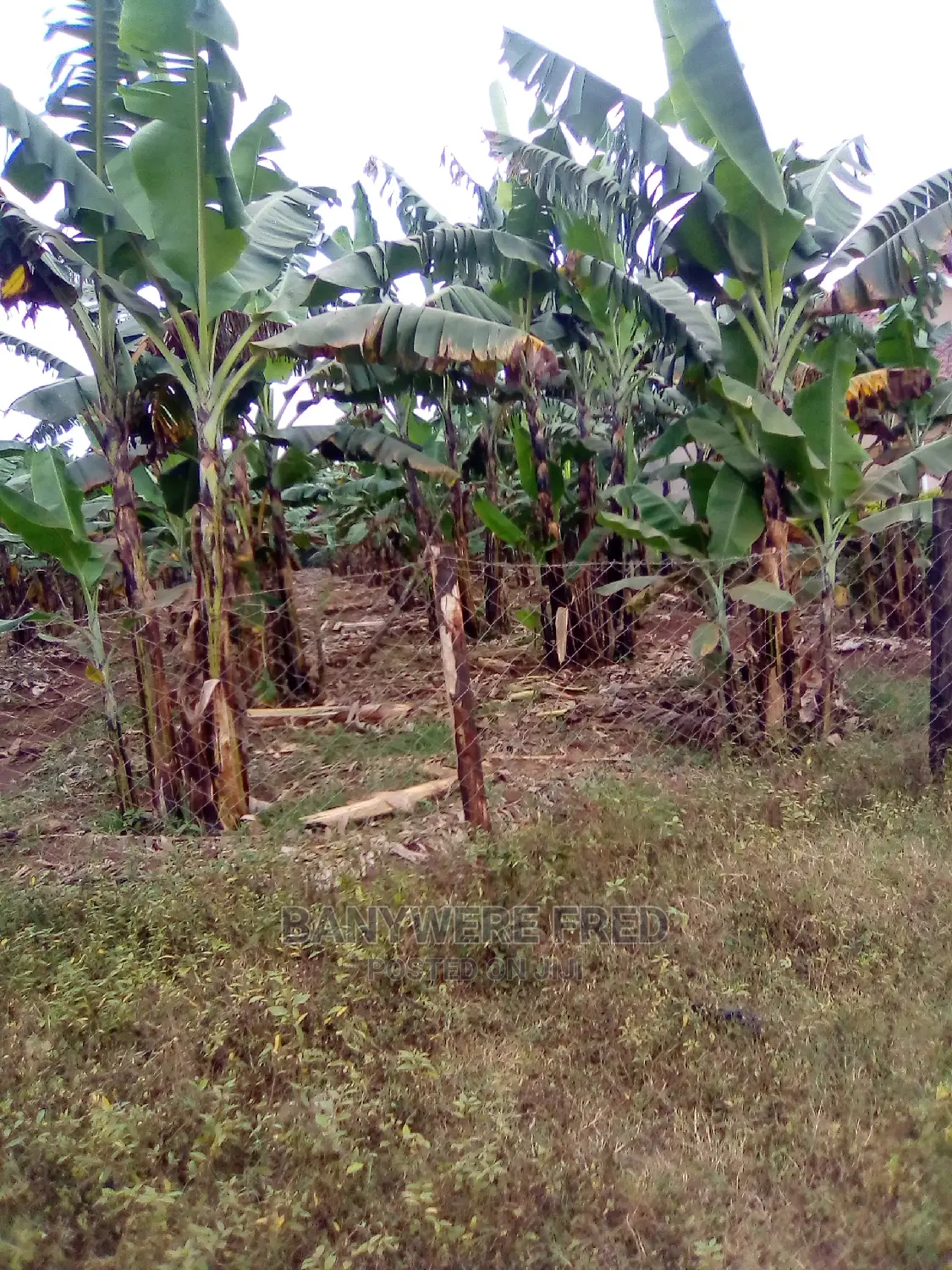 100x100ft Plot for Sale at Bukoloto in Kayunga TC