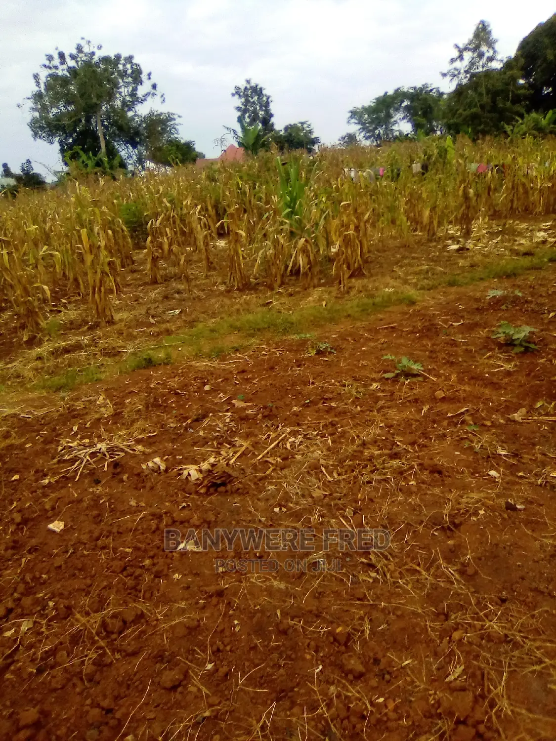100x100ft Plot on Sale at Kasawoo Town Council in Kayunga TC