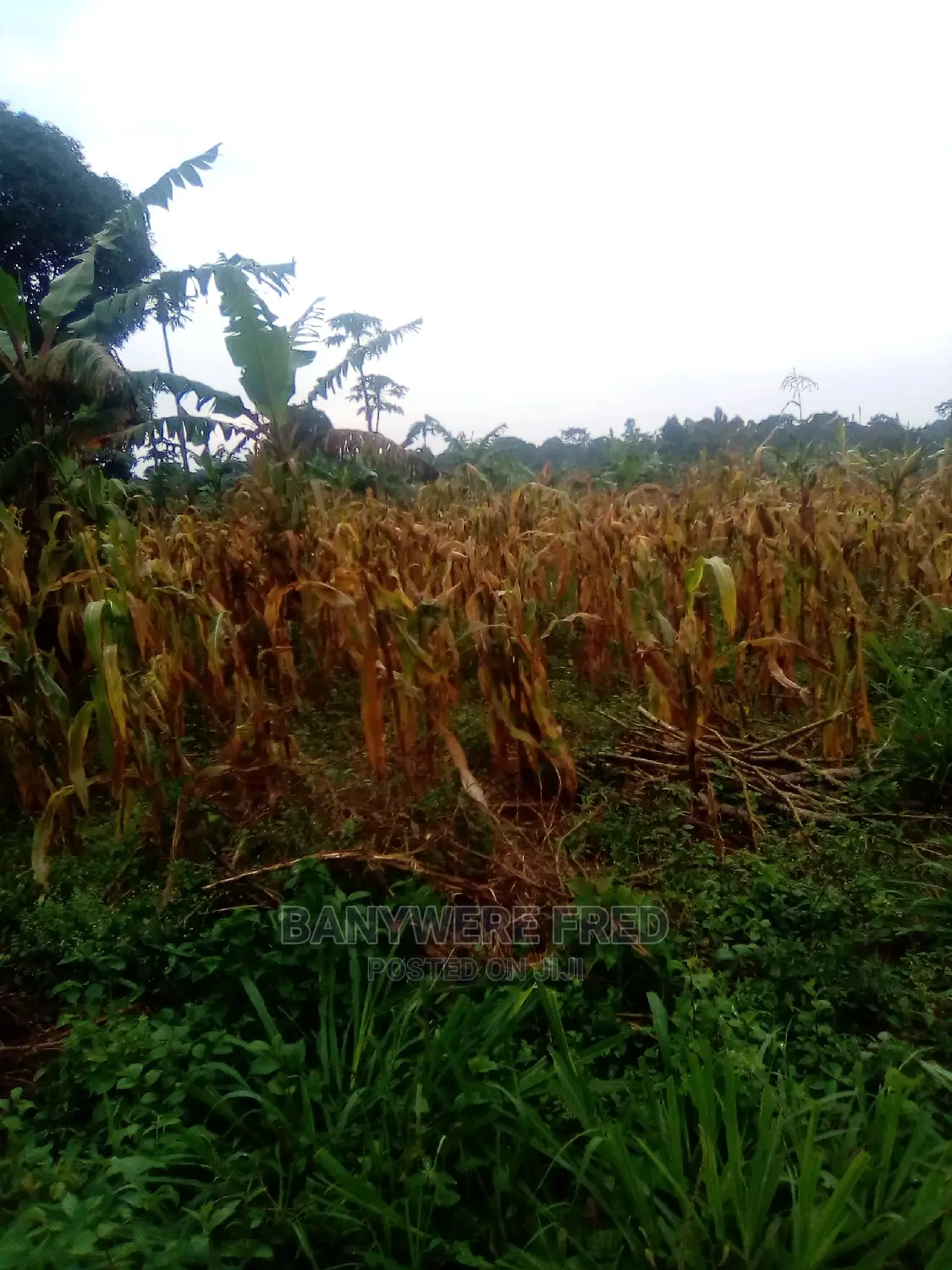 25acres of Farmland in Kamuli in Jinja