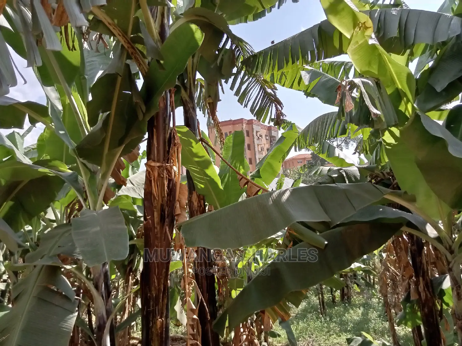 Plot for Sale in Kyanja Kungu in Central Division