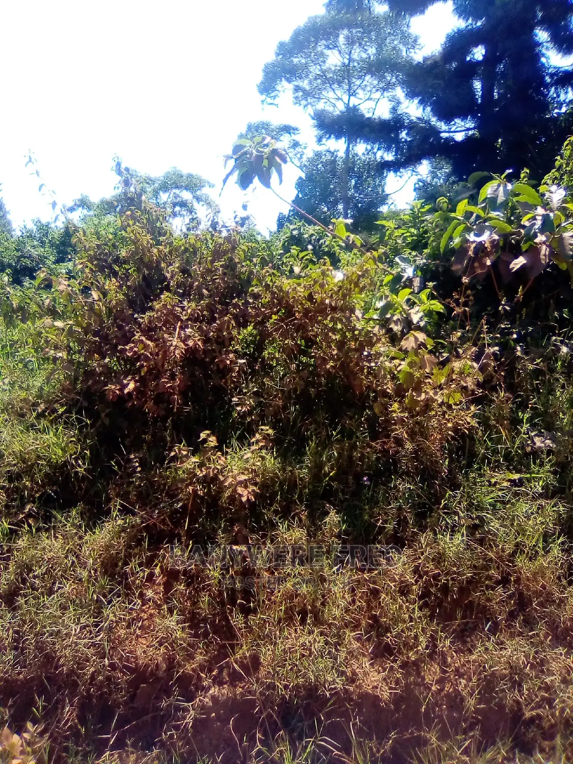 2acres of Land in Nakisunga in Nakisunga