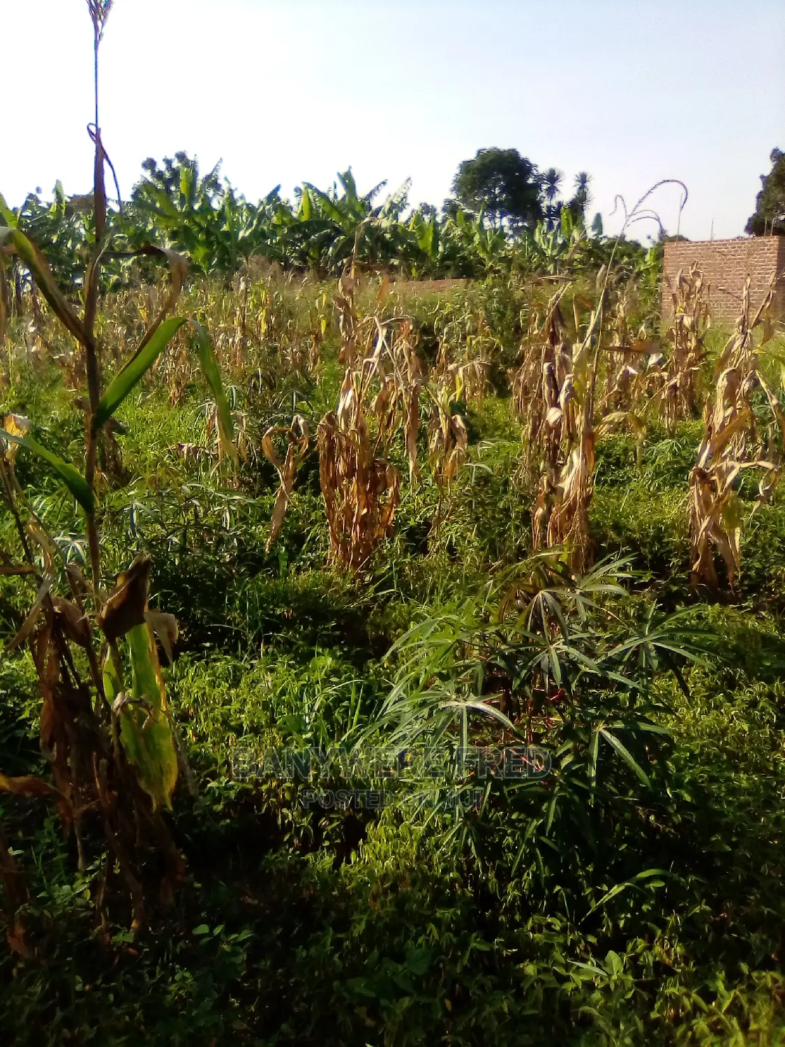 50/100 Plot for Sale in Dudu in Kyampisi