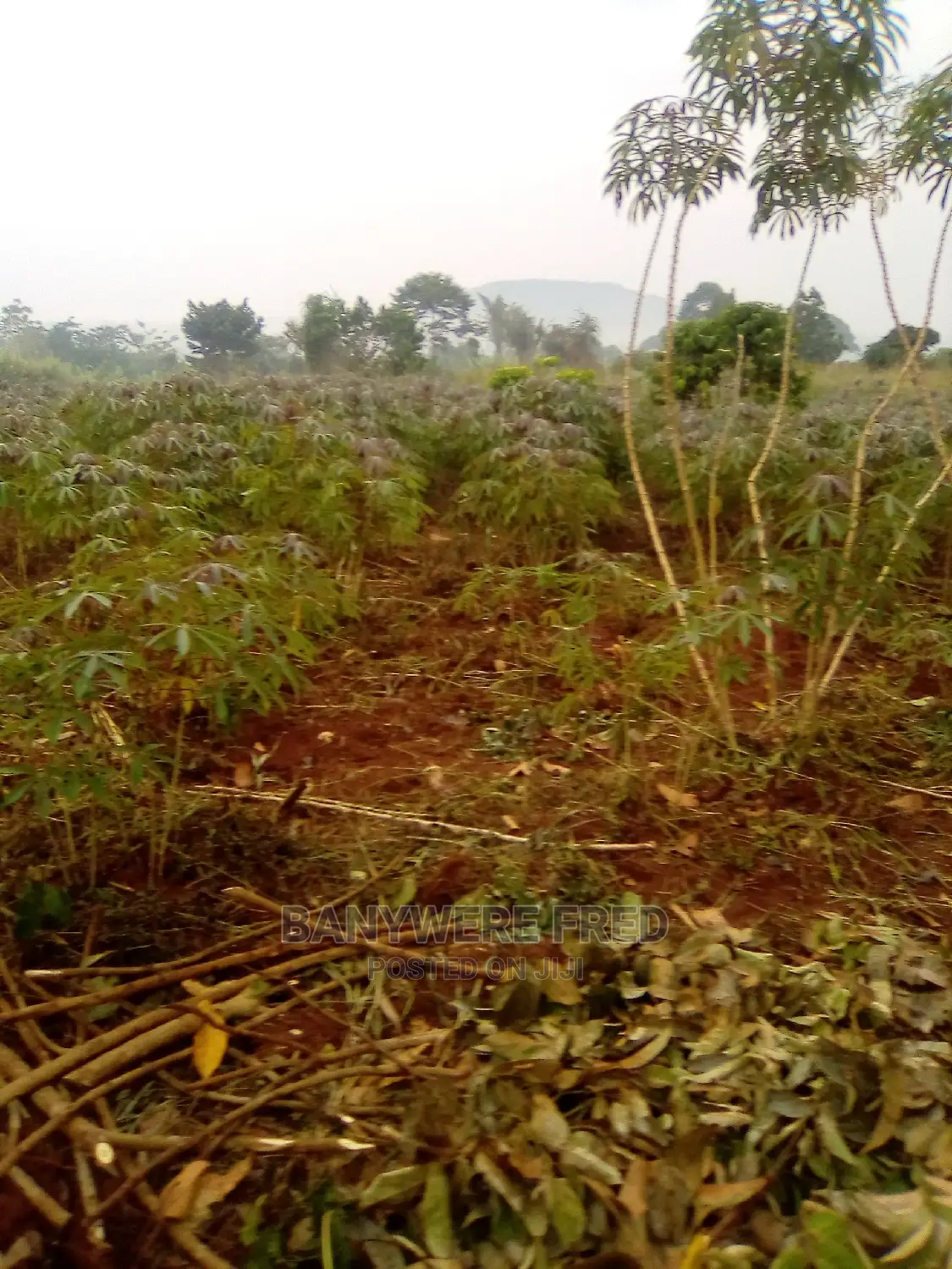 6acres of Farmland for Sale in Ngogwe in Nagojje