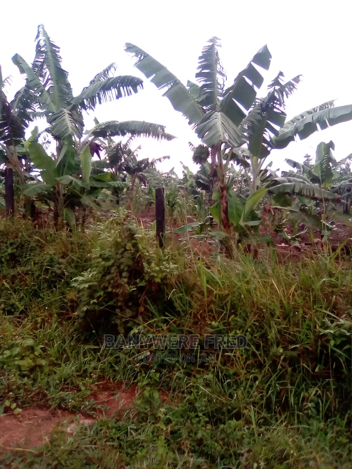 1acre of Farmland in Namayiba in Nakisunga