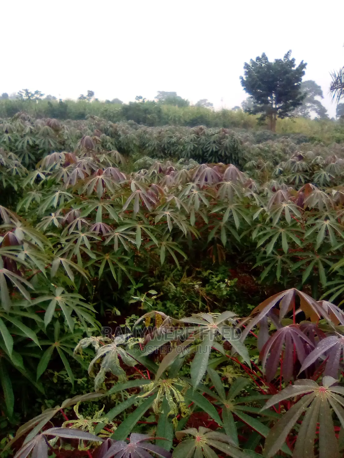 50/100 Plot for Sale in Nakasjja in Kyampisi