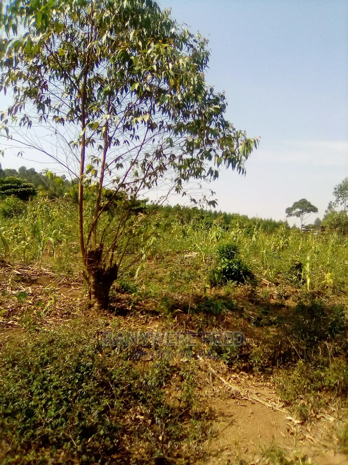 10acres of Farmland in Bamugolonde in Kikyusa
