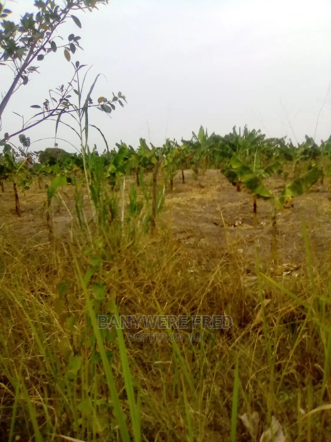10 Acres of Farmland for Sale in Kamila in Kikyusa