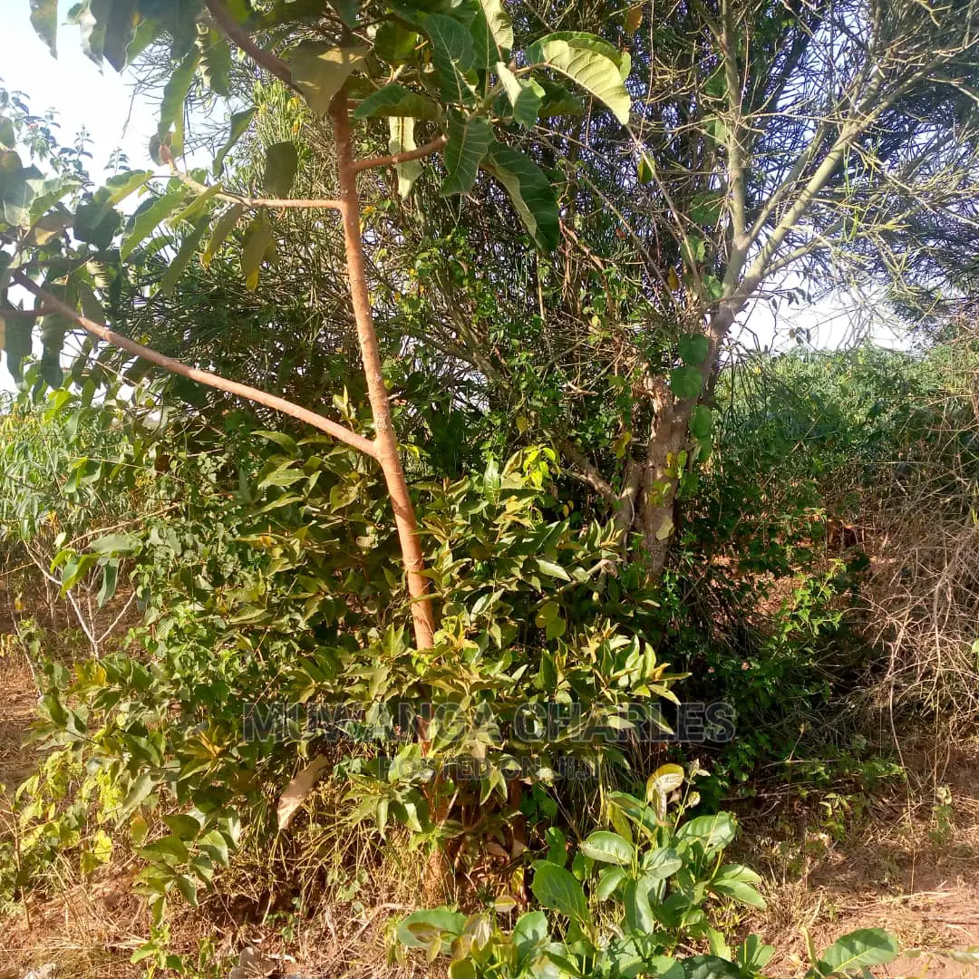 Land for Sale in Kikyusa in Central Division