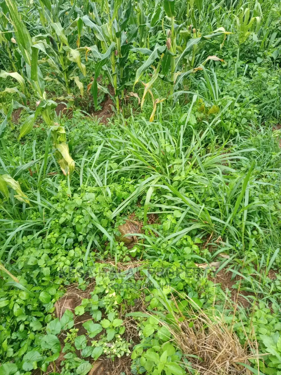 350 Acres for Sale at Koome Touching Lake in Kkome Islands