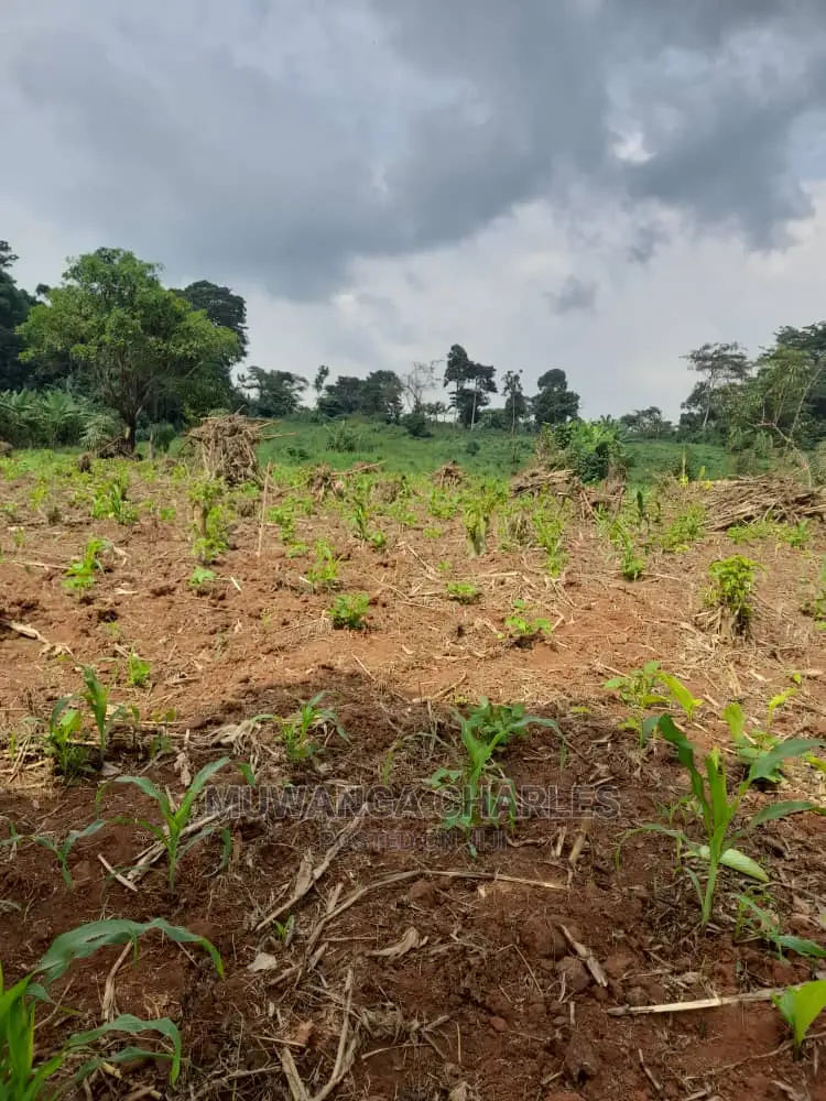 5acres for Sale in Kikyusa in Central Division