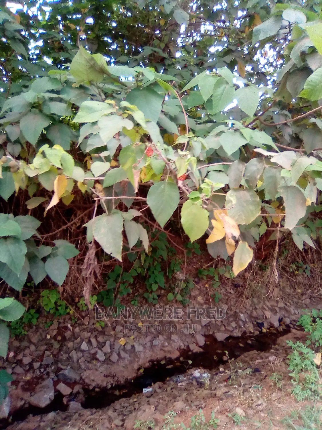 5acres of Farmland in Buvuma Island in Kimenyedde