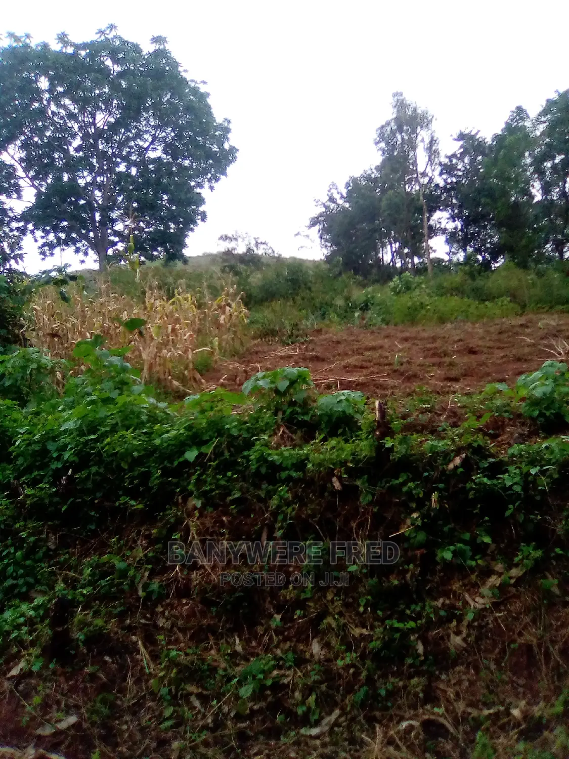 50/100 Plot for Sale in Mbalala Mukono in Nama